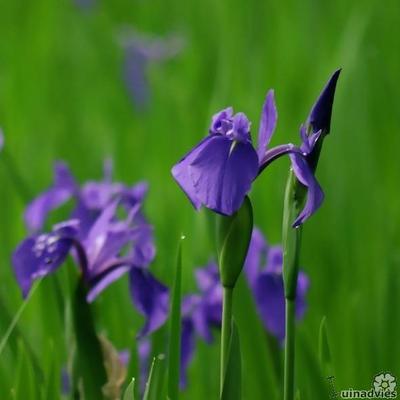 Japanse iris - Iris laevigata