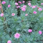 Argyranthemum - Struikmargriet / zomermargriet