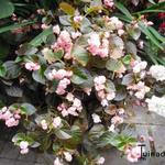 Begonia semperflorens - Waterbegonia