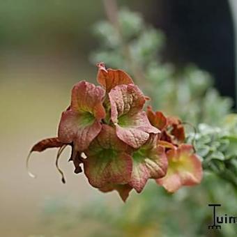 Salvia  african-lutea 'Kirstenbosch'