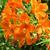 Alstroemeria aurea 'Orange King'