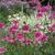 Echinacea purpurea 'Razzmatazz'