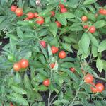 Solanum pseudocapsicum - Oranjeboompje, Appeltje der liefde