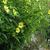 Helianthus 'Lemon Queen'