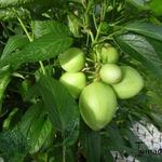 Solanum muricatum - Pepino, meloenpeer