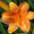 Hemerocallis (oranje varieteiten)