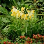 Iris bucharica - Bokhara iris