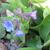 Pulmonaria angustifolia 'Blue Ensign'