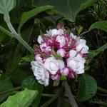 Clerodendrum chinense - Clerodendrum