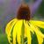Echinacea paradoxa