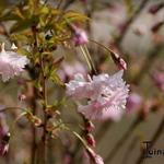 Prunus incisa 'Oshidori' -  Fuji-kers