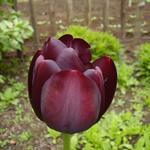 Tulipa 'Queen Of Night' - Tulp