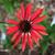 Echinacea purpurea 'Hot Summer'