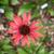 Echinacea purpurea 'Hot Lava'