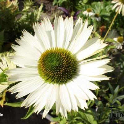 Rode zonnehoed - Echinacea purpurea 'Virgin'