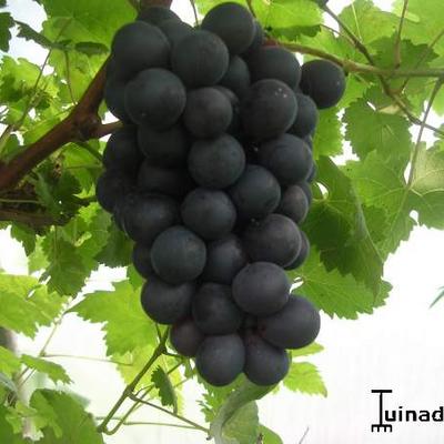 Druif, blauwe druif - Vitis vinifera 'Boskoop Glory' Planten online kopen