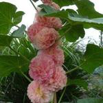 Alcea rosea 'Rose Delight - Stokroos 