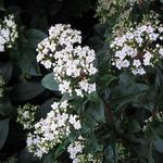 Viburnum tinus - Sneeuwbal - Viburnum tinus