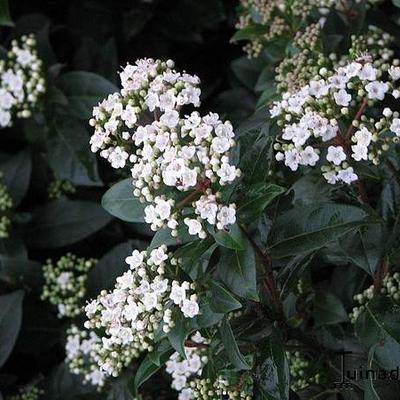 Viburnum tinus - Sneeuwbal