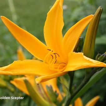 Hemerocallis 'Golden Scepter'