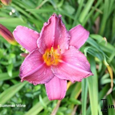 Daglelie - Hemerocallis 'Summer Wine'