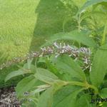Buddleja japonica - Vlinderstruik
