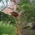 Rheum palmatum 'Atrosanguineum'