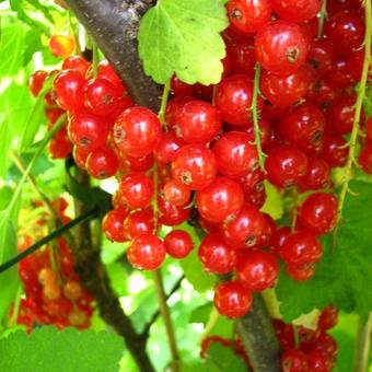 Aalbes, Rode bes, Trosbes - Ribes (rode bes) | Planten online kopen