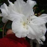 Rhododendron fragrantissima - Rododendron
