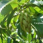 Carpinus japonica  - Japanse haagbeuk