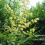 Koelreuteria paniculata 'Rosseels' - Zeepboom, Lampionboom