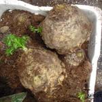 Apium graveolens var. rapaceum - Knolselder