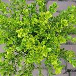 Buxus microphylla 'Peergold' - Buxus microphylla 'Peergold' - Buxus, randpalm