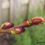 Salix gracilistyla 'Melanostachys' - Zwarte katjeswilg