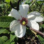 Magnolia wilsonii - Beverboom