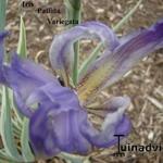 Iris pallida 'Variegata' - Dalmatische iris