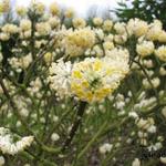 Edgeworthia chrysantha - Papierstruik
