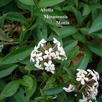 Abelia mosanensis 'Monia'