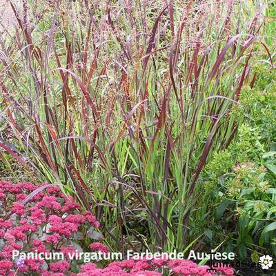 Vingergras - Panicum virgatum 'Farbende Auslese' 
