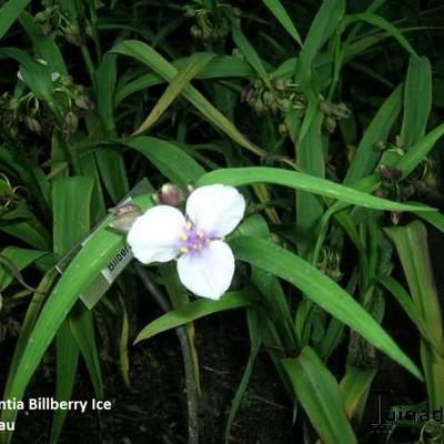 Eéndagsbloem - Tradescantia andersoniana 'Bilberry Ice'