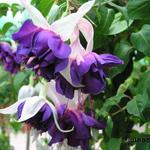 Fuchsia 'Deep Purple' - Bellenplant
