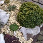 Buxus microphylla 'Curly Locks' - Buxus, randpalm