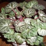 Saxifraga stolonifera - Moederplantje