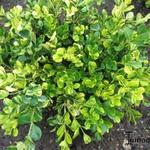 Buxus microphylla 'Kingsha'  - Buxus, randpalm