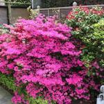 Rhododendron/Azalea - Rododendron/Azalea