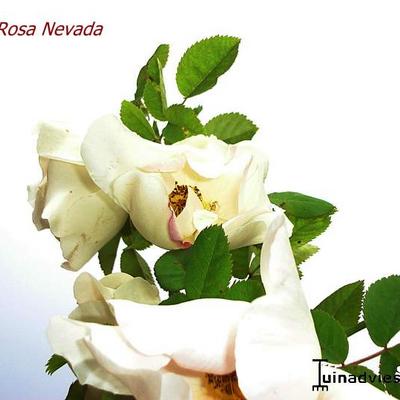 Roos - Rosa 'Nevada'