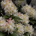 Rhododendron 'Cunningham's White' - Rododendron