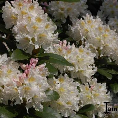 Rododendron - Rhododendron 'Cunningham's White'