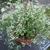 Euphorbia hypericifolia 'Diamond Frost'