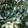 Portugese Laurier - Prunus lusitanica 'Angustifolia'